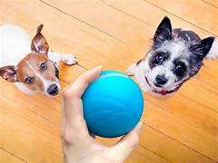 PELOTA INTELIGENTE PARA TU MASCOTA